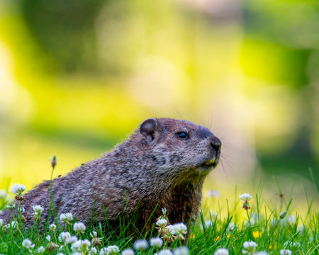 Ground Hog In the grass against the green grassの写真素材