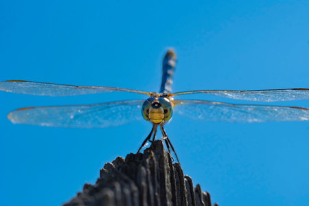 Dragonfly Head Close-up perched on a reed in a swamp.の写真素材