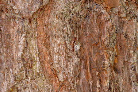 Tree Trunk Background for art or sreen saver.