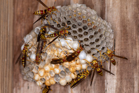 Paper Wasp Perched on its nest with other wasps watching over the eggs, and developing larva.の写真素材