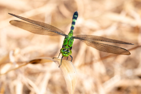 Green Dragonfly perched on  a twig in a swamp.の写真素材