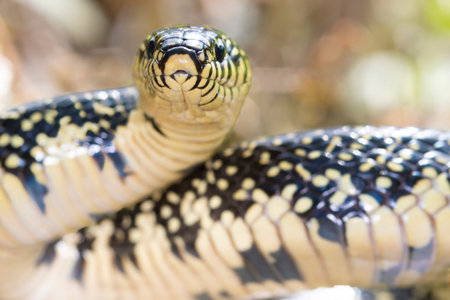 Close up of the head of a snake in the nature, Thailand