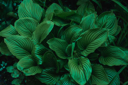 Closeup shot of green beautiful leaves, top viewの写真素材
