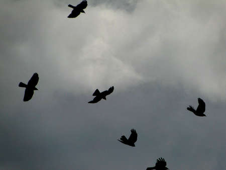 Black mountain birdsの写真素材