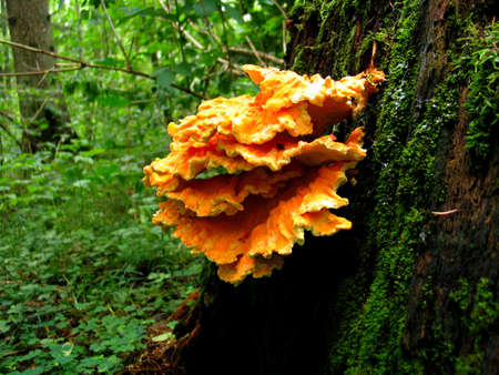 mushroom on the treeの写真素材