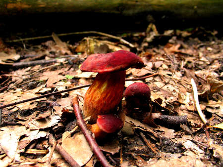 mushroom with the red hatの写真素材