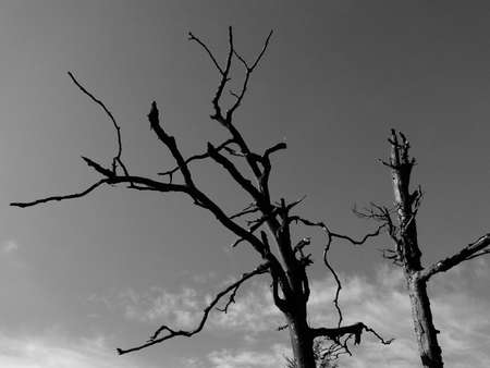 branches in  the airの写真素材