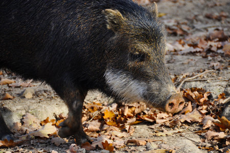 boar