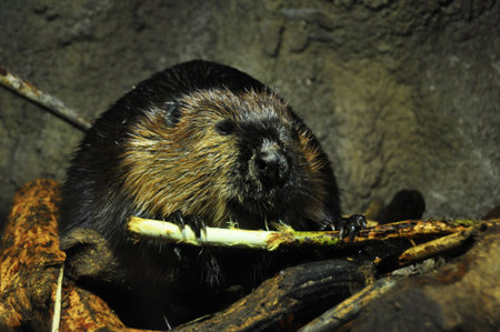 beaver