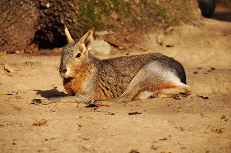 rest on the desertの写真素材