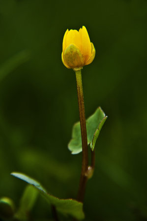 Flowerの写真素材