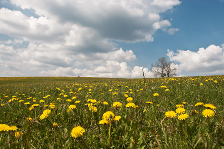 field of dandelionの写真素材