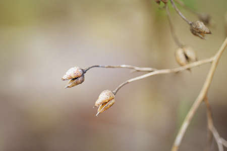 Abstract flowerの写真素材