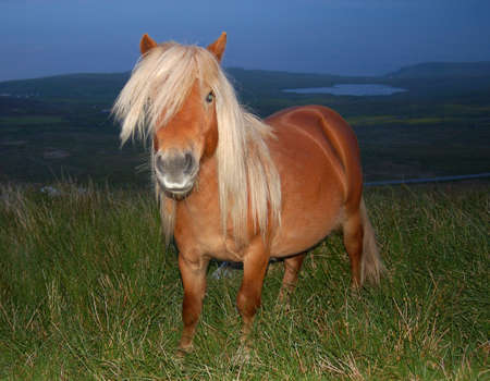 Native Shetland pony at Mossy Hill, Shetlandの写真素材