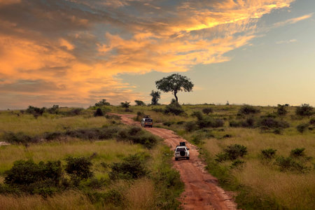 Safari vehicles driving down red dirt road in African savanna landscape during sunset.  Lush grass...