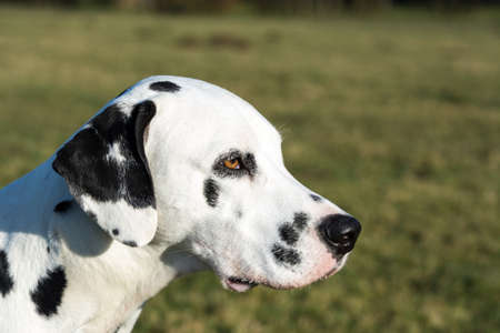 Dalmatianの写真素材