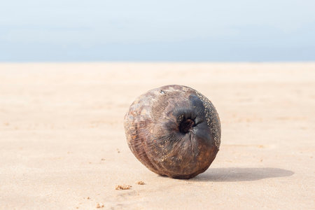 lonely coconut lying on the shore of the indian ocean