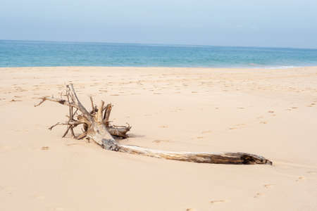 old tree lies on the coast of the indian oceanの写真素材