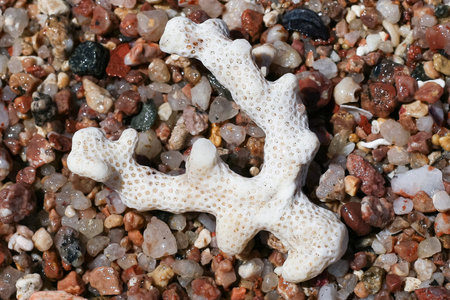 a piece of coral lies among colorful stonesの写真素材