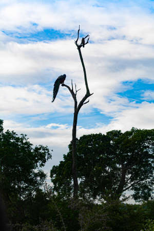 peacock sits on a dry tree. Sri Lankaの写真素材