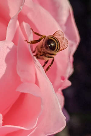 old mesh chain-link fence overgrown with vinesの写真素材