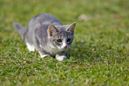 Kitten playing on the grassの写真素材
