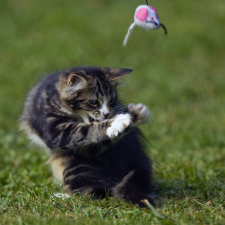Kitten playing with a toy mouseの写真素材