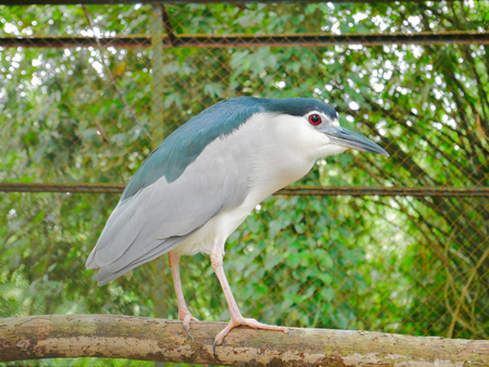Black-crowned Night Heron on the Boughの写真素材
