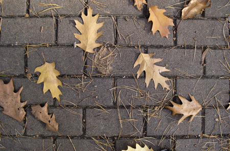 autumn colorful leaves beautifully fall from treesの写真素材