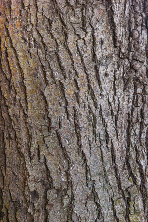 bark of tree