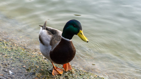 Beautiful duck on the lake in autumn. High quality photo