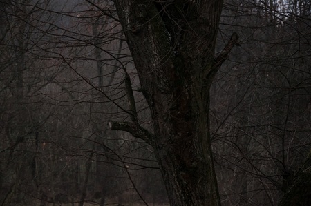 Sad nostalgic forest during winter.の写真素材