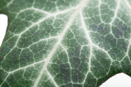 Ivy leaf close up, isolated.の写真素材