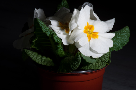 Primula, or primrose Bloom with water drops, macroの写真素材