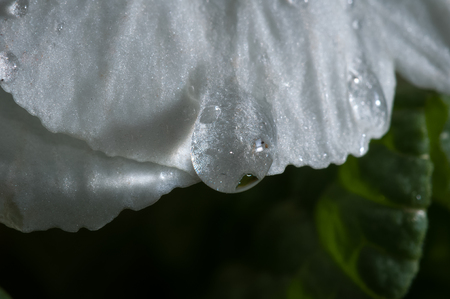 Water drop macro on white flower, primroseの写真素材