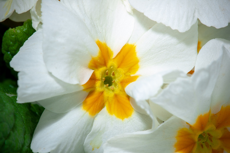 Primula, or primrose Bloom with water drops, macroの写真素材