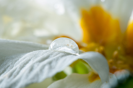 Water drop macro on white flower, primroseの写真素材