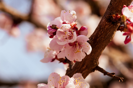 Blooming japanese cherry tree. Blossom white, pink sakura flowers with bright white flowers in the backgroundの写真素材