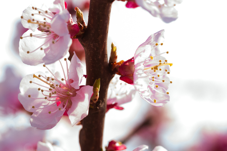 Blooming japanese cherry tree. Blossom white, pink sakura flowers with bright white flowers in the backgroundの写真素材