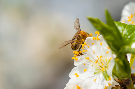 Honeybee on white plum flowers macroの写真素材