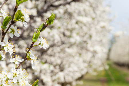 Seasonal spring white plum flowers blossoming. Blossom of plum orchard in Polandの写真素材