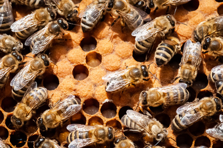 Closeup of bees on the honeycomb in beehive, apiary, selective focusの写真素材