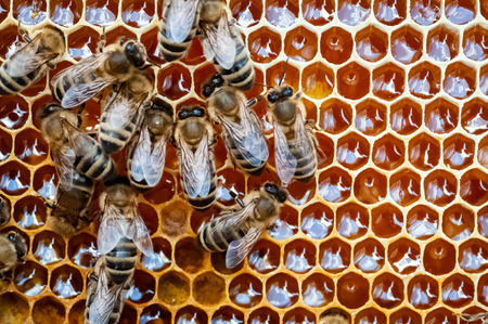 Closeup of bees on the honeycomb in beehive, apiary, selective focusの写真素材