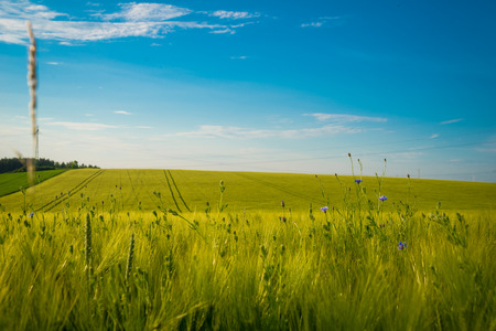 Green and yellow wheat field in spring season under blue sky, wide photo. With copy spaceの写真素材