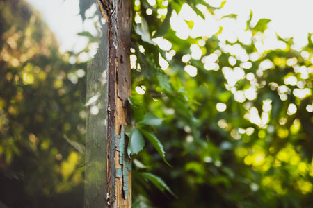 Old broken door with reflection in the window displaying the grapewine leaves which are growing on...