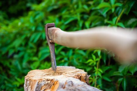 Old axe in stump. Axe pounded in the trunk of tree with green plants in the background. Woodworking tool.の写真素材