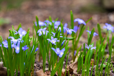 Macro of Crocus sativus L. with purple petals on blurred background in spring. Crocus flowers...