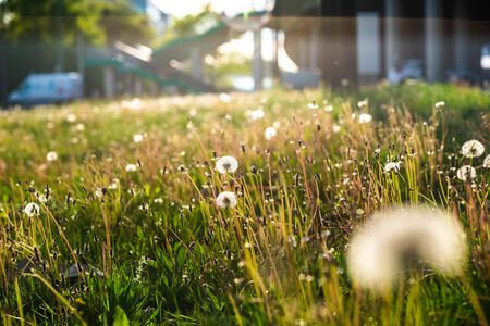 Bunch of puffy dandelions or puff-balls with distributed sunshine with city infrastructure in the background. Warm colors. Spring backgroundの写真素材