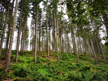 Forest mountains trees scenery. Beautiful vertical vintage trees forestの写真素材