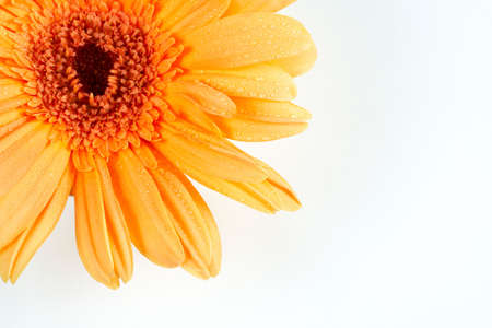 Partial view of a daisy on white backgroundの写真素材